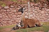 PERU - Guanaco